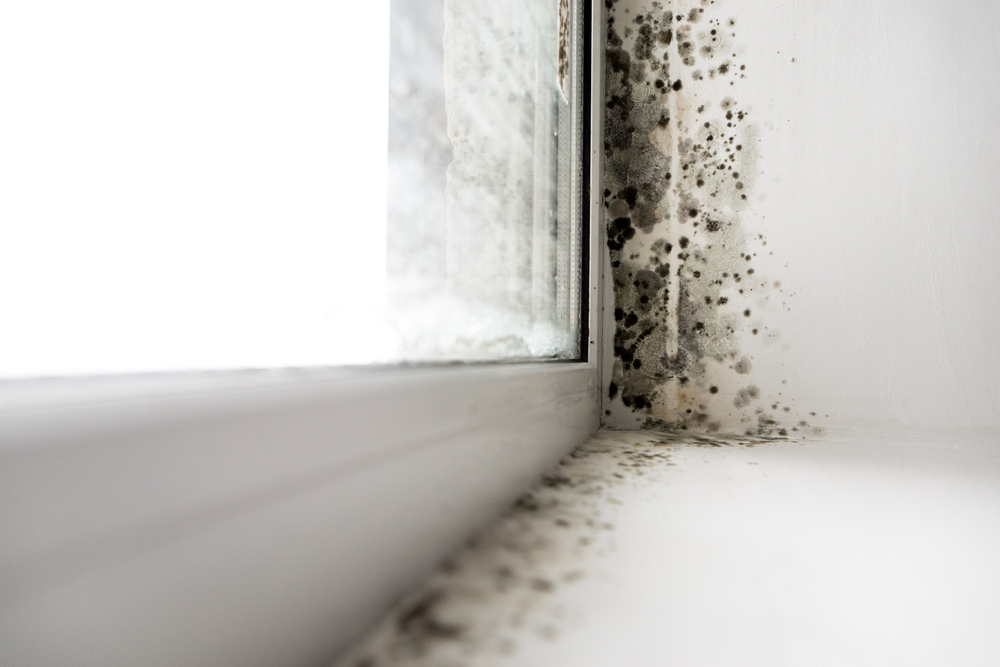 Reasons for Mold Growth Around Windows
