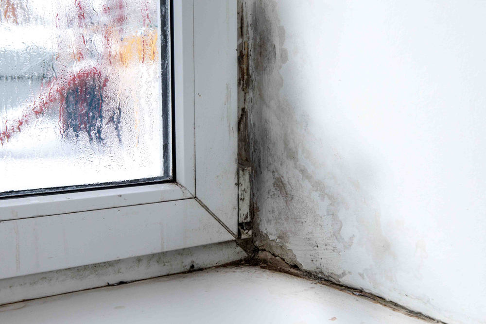 Windows with mold